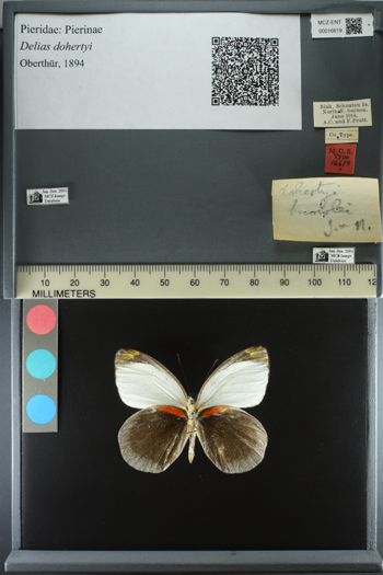 Media type: image;   Entomology 16619